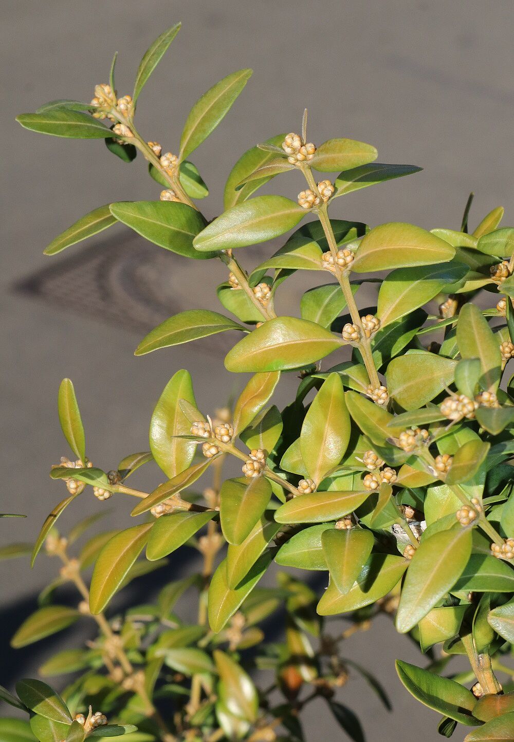 Buchsbaum (Knospen)