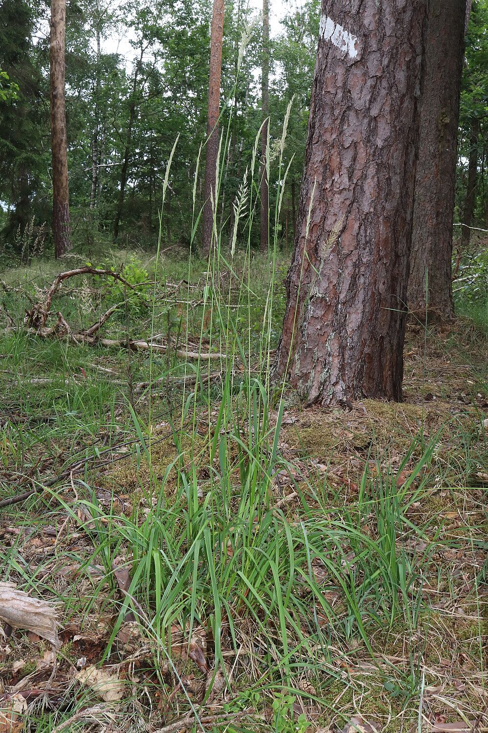 Wald-Reitgras