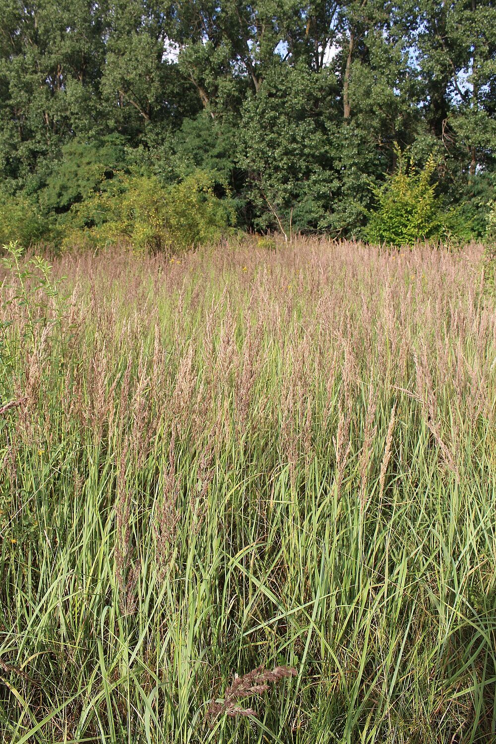 Land-Reitgras