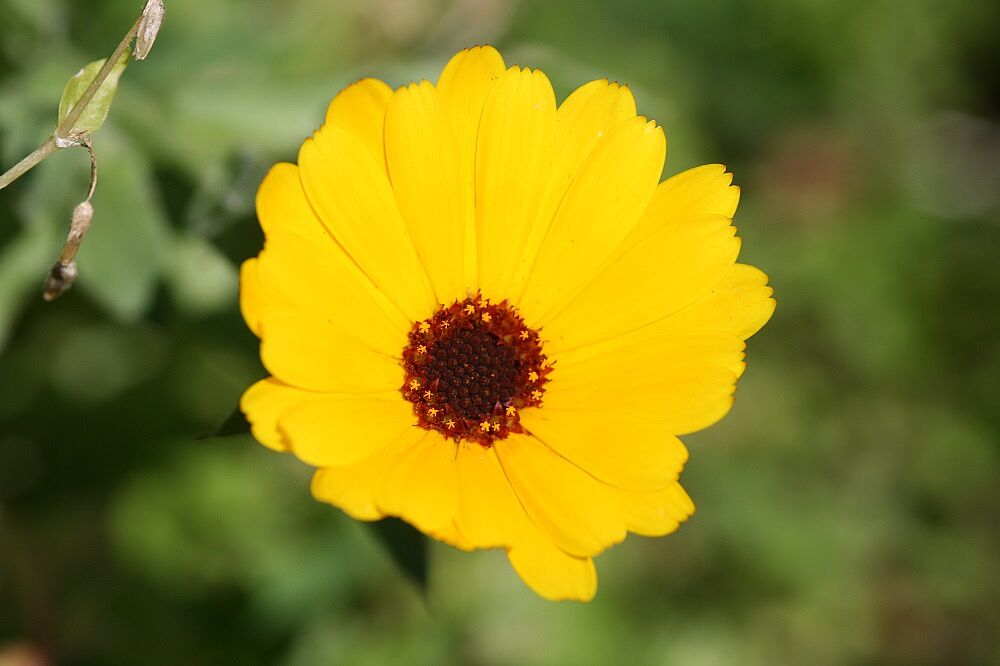 Ringelblume