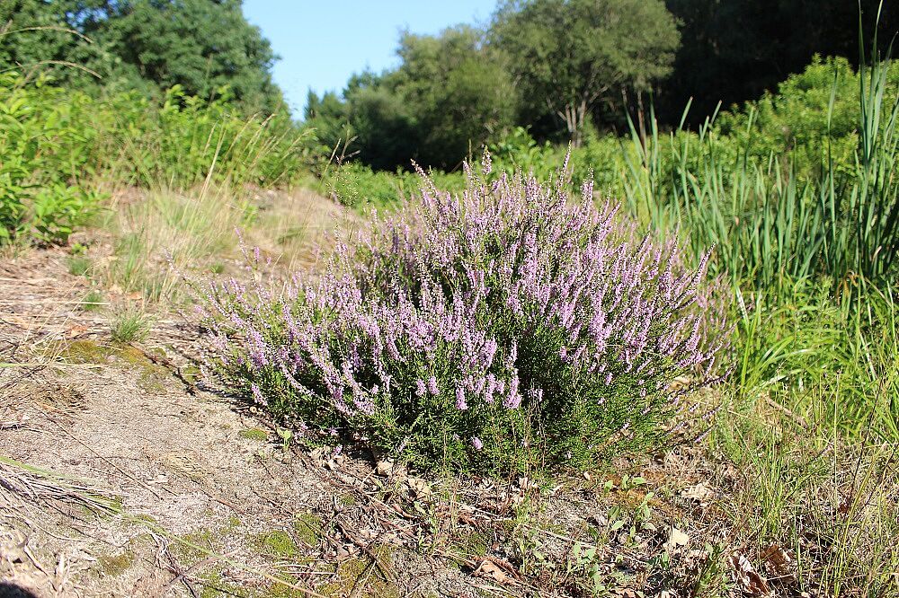 Besenheide
