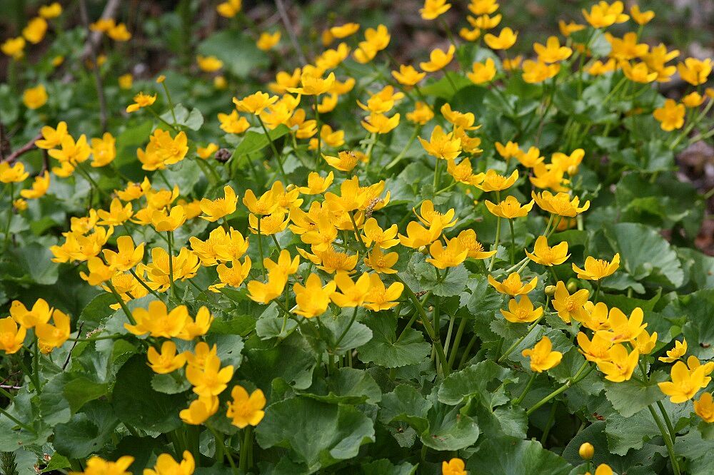 Sumpfdotterblume