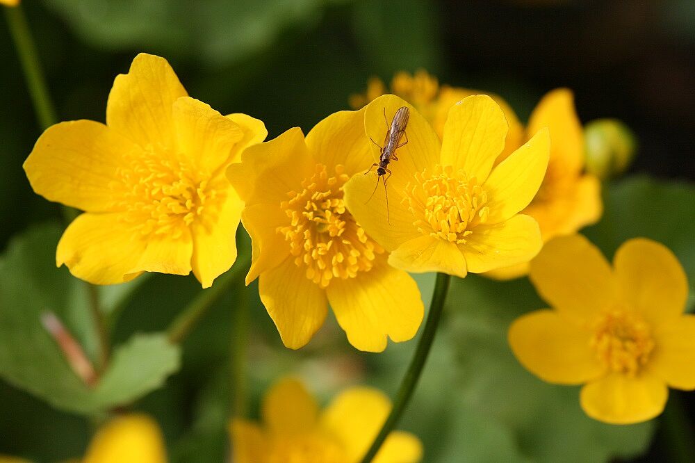 Sumpfdotterblume