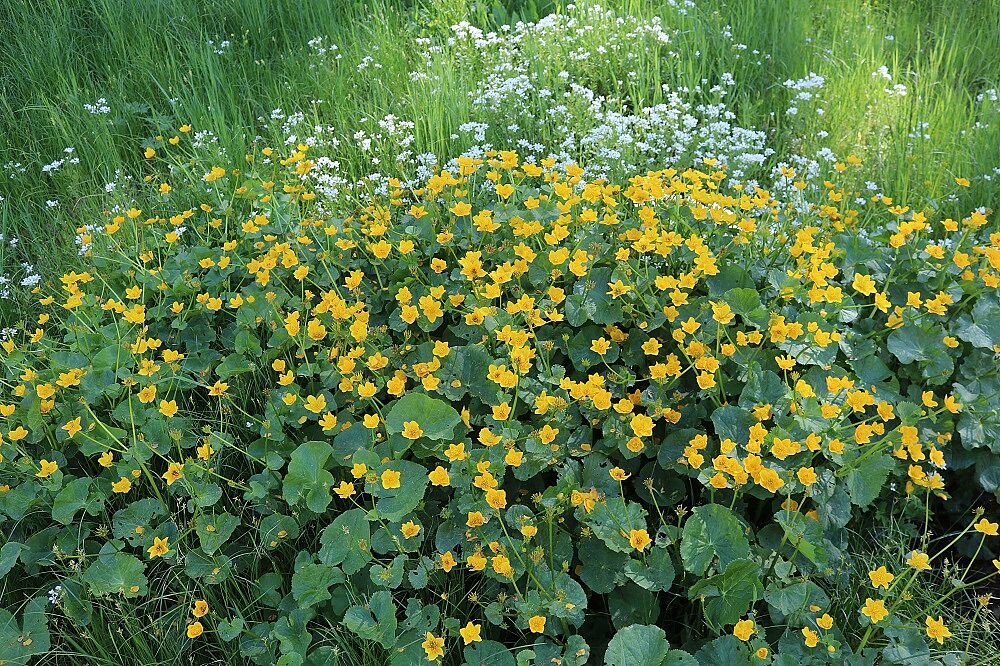 Sumpfdotterblume