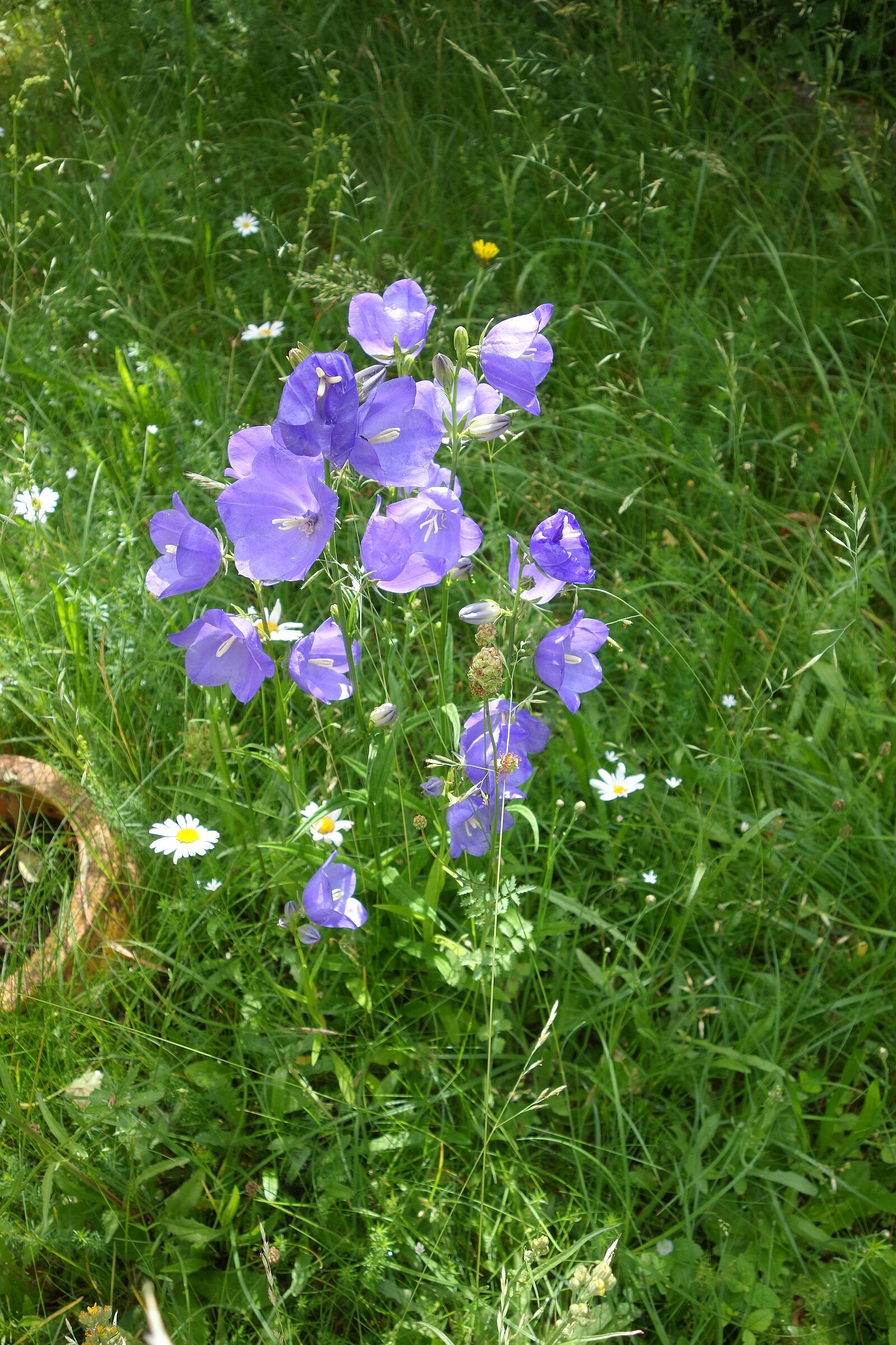 Pfirsichblättrige Glockenblume