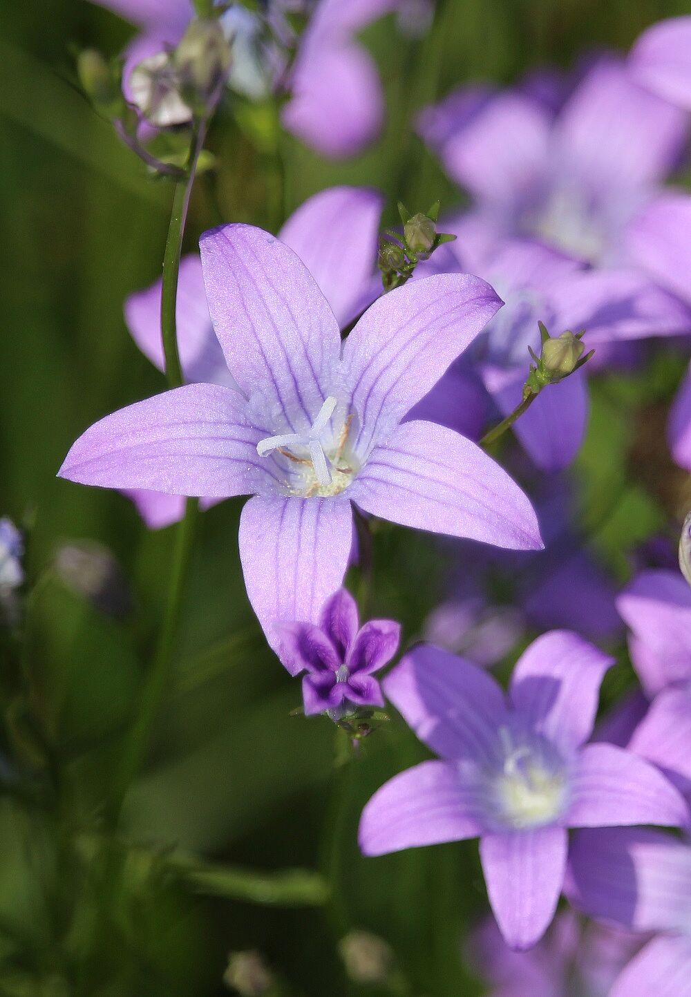 Wiesenglockenblume