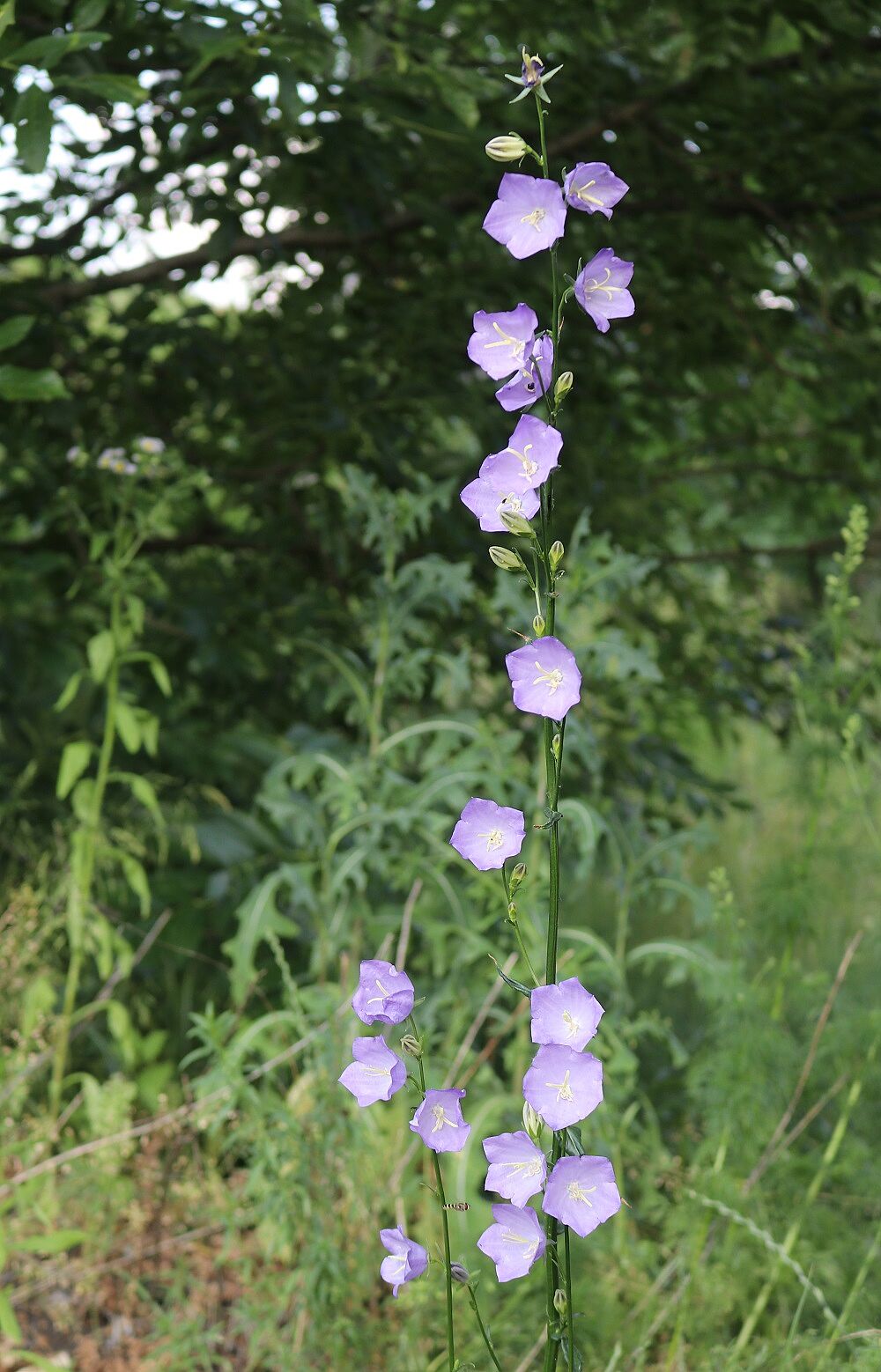 Pfirsichblättrige Glockenblume (Blütenstand)