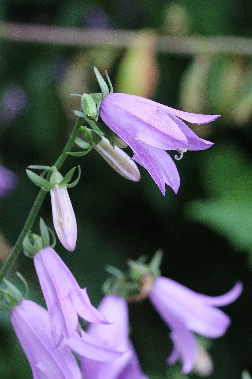 Ackerglockenblume