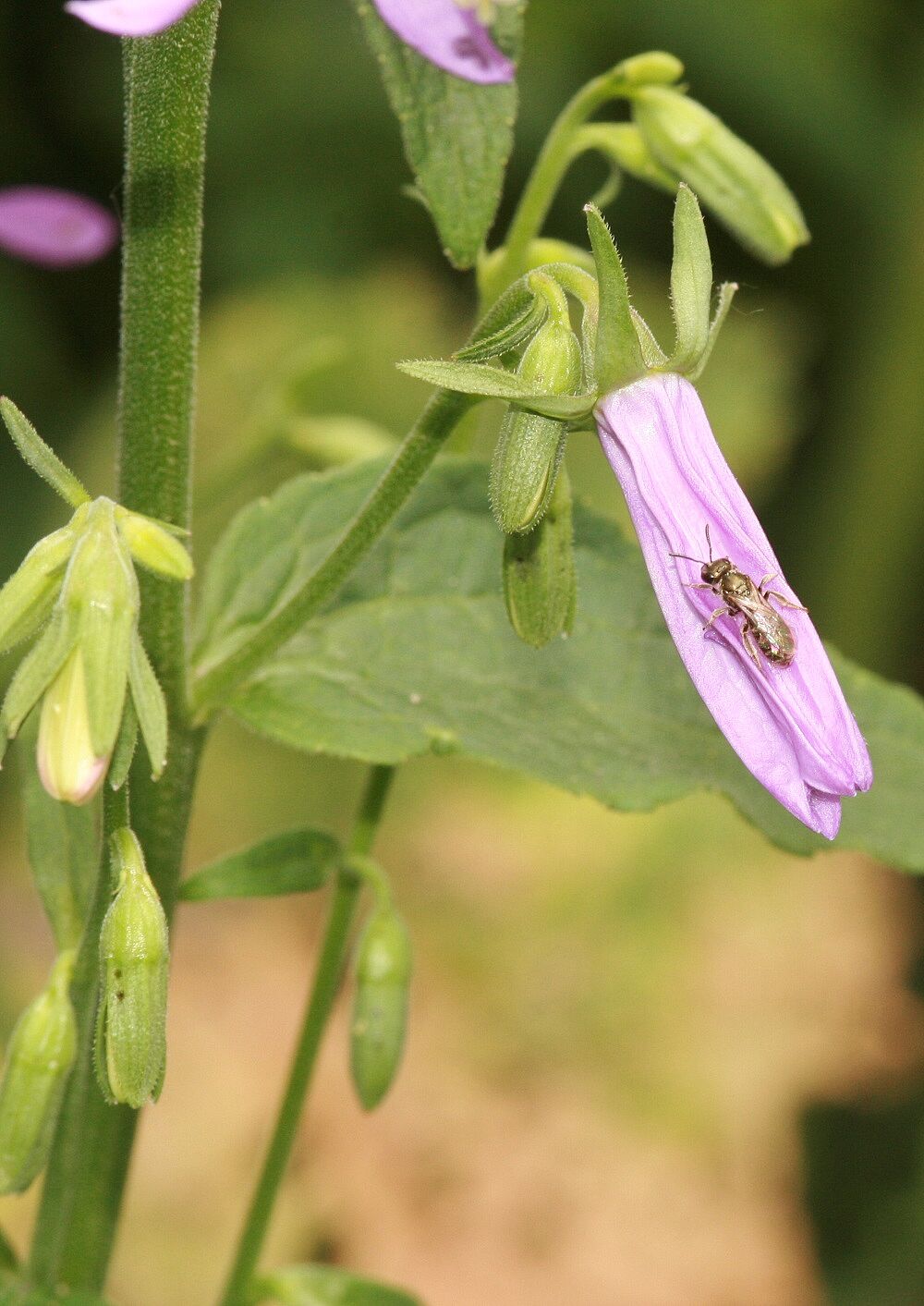 Ackerglockenblume