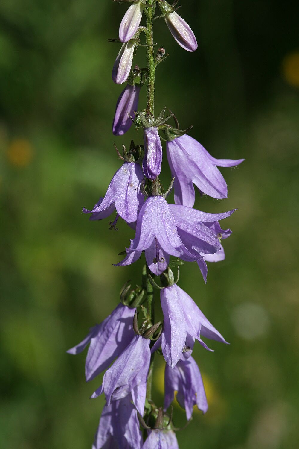 Rapunzel-Glockenblume