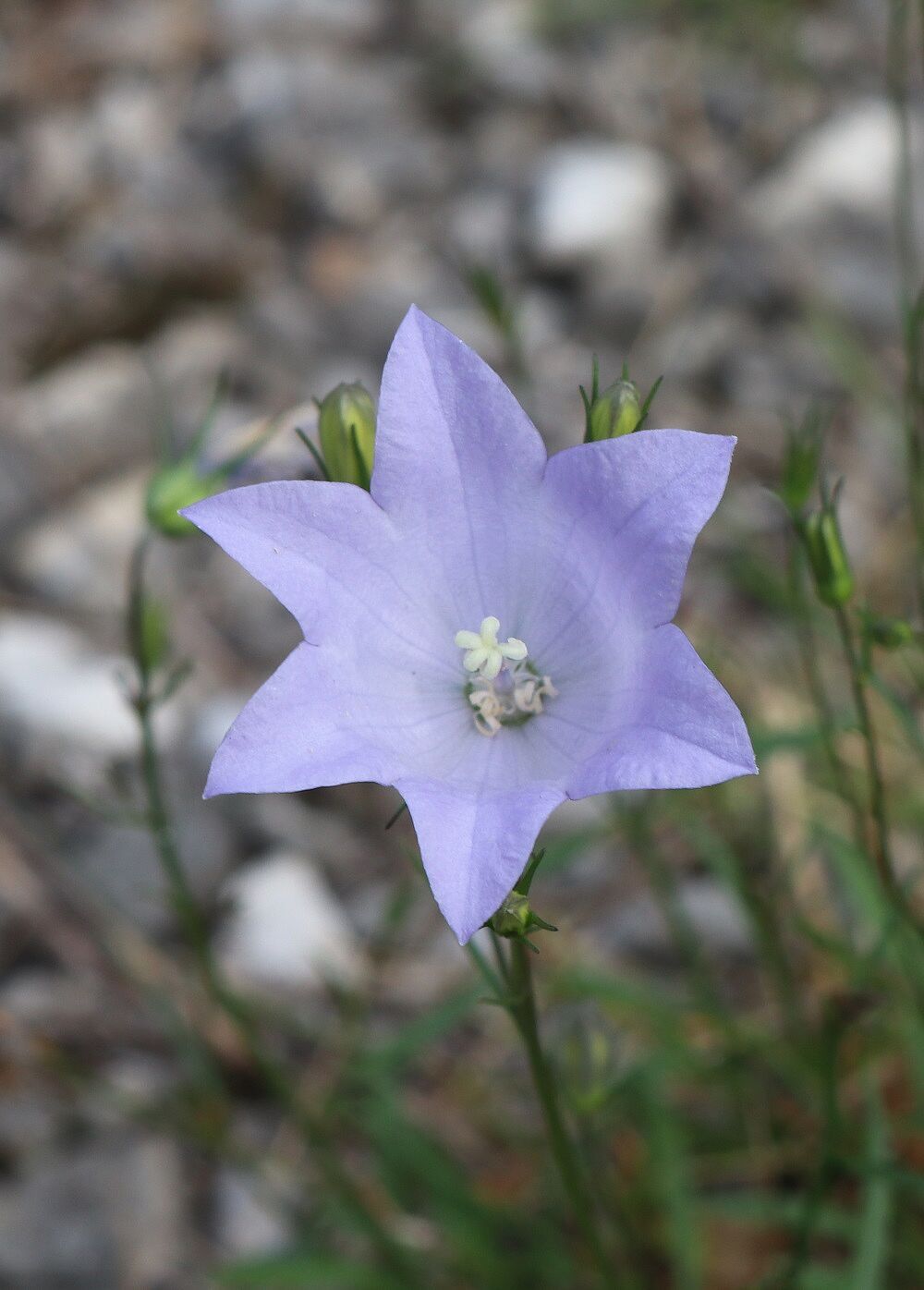 Rundblättrige Glockenblume