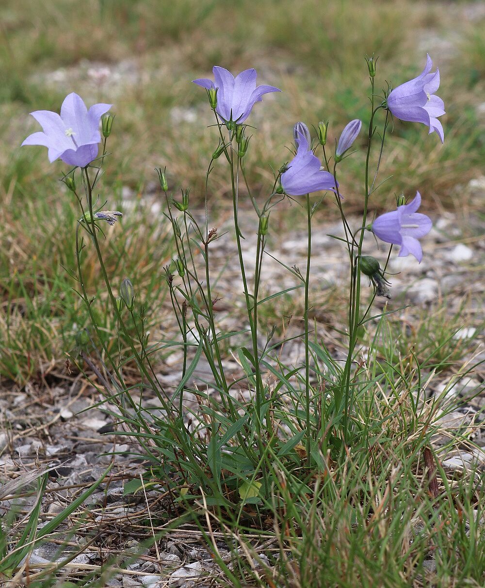 Rundblättrige Glockenblume