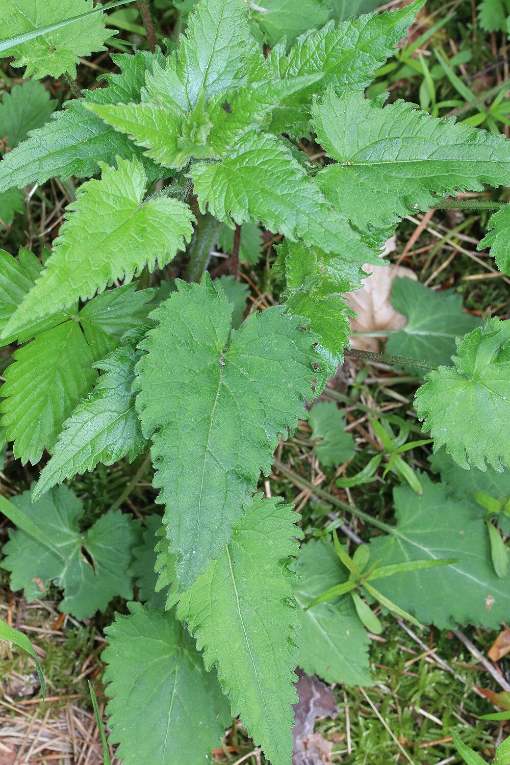 Nesselblättrige Glockenblume
