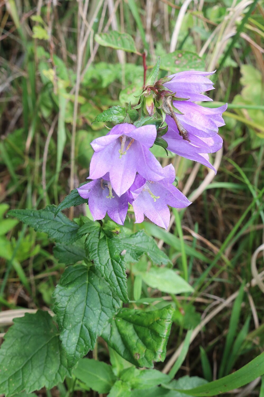 Nesselblättrige Glockenblume