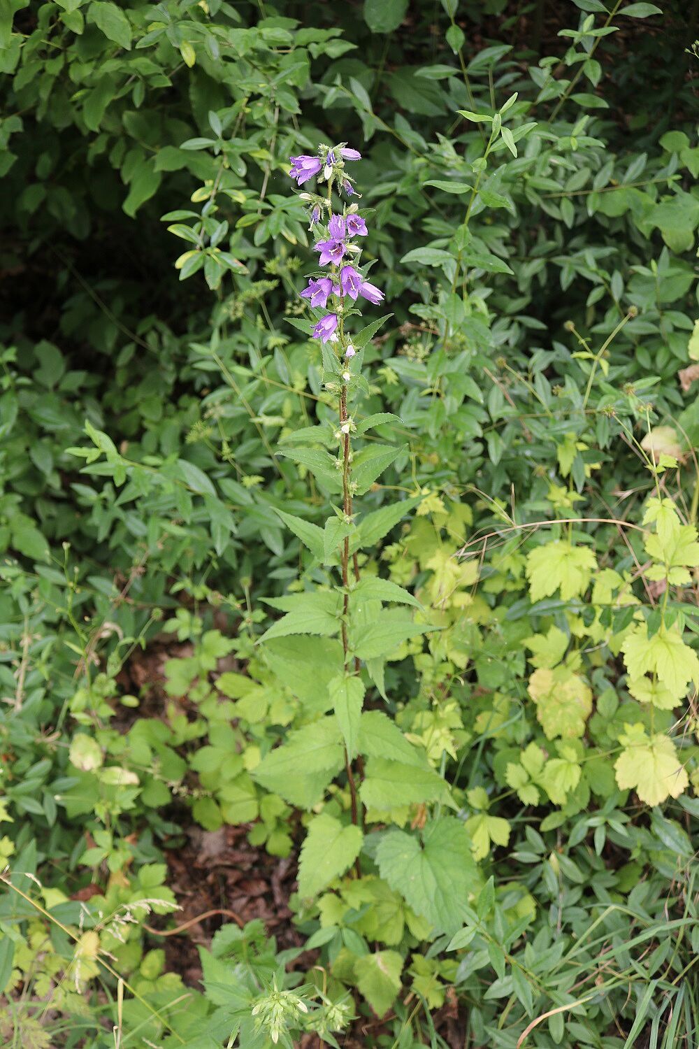 Nesselblättrige Glockenblume (Habitus)