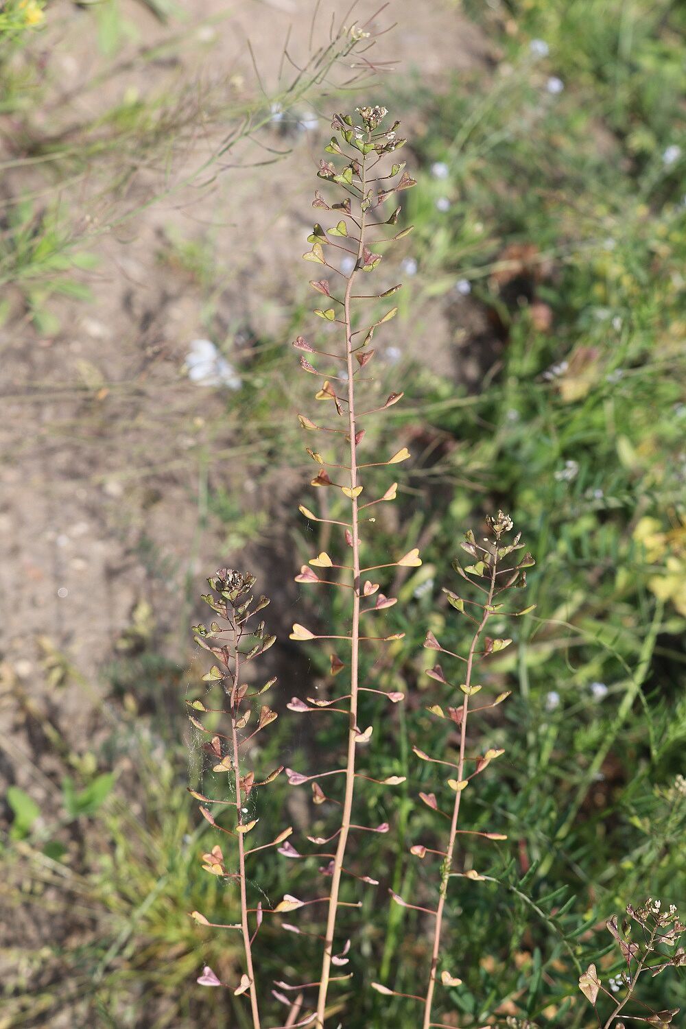 Gewöhnliches Hirtentäschel