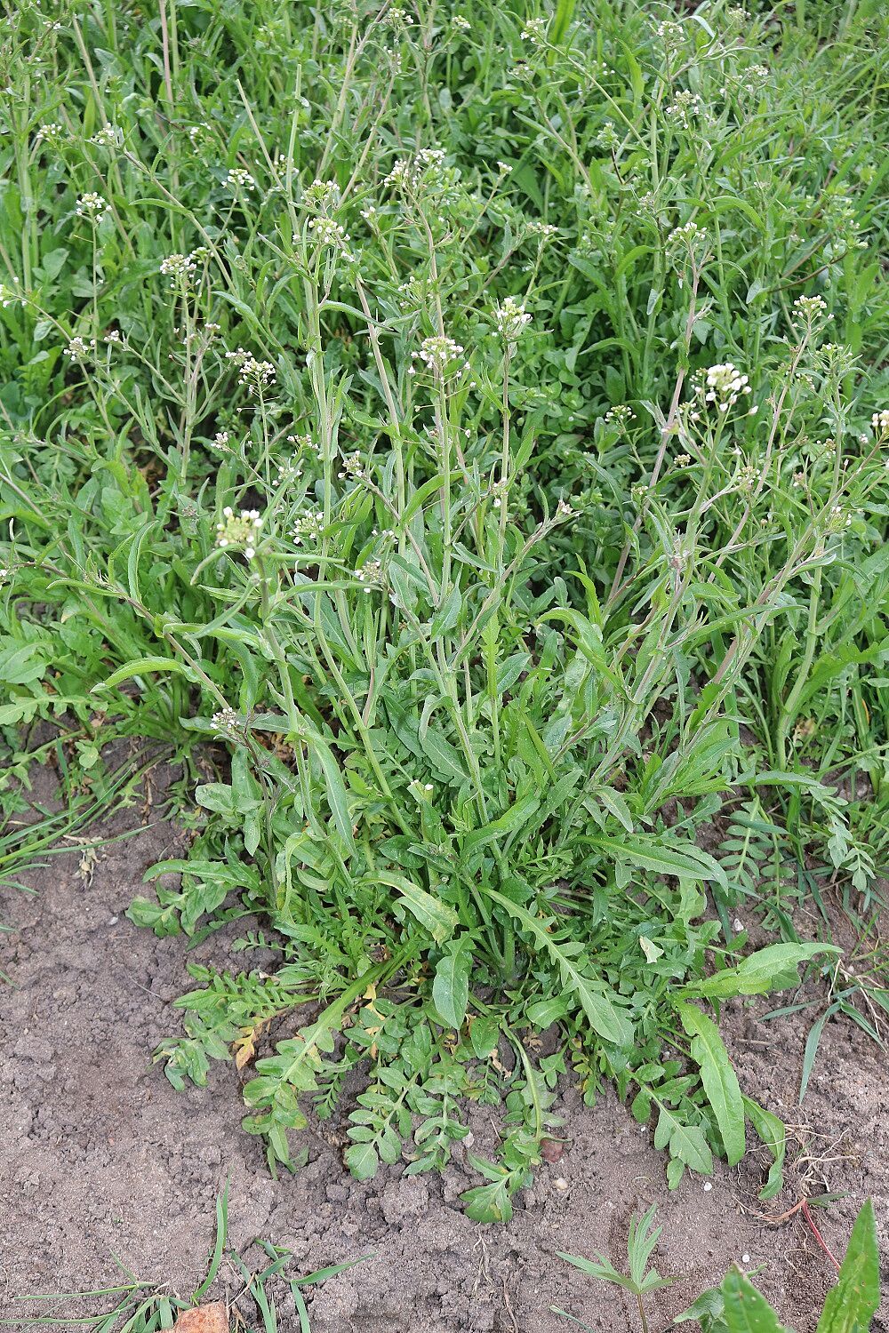 Gewöhnliches Hirtentäschel