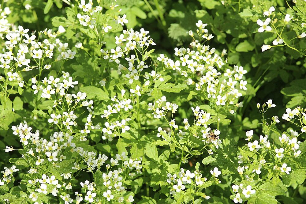 Bitteres Schaumkraut
