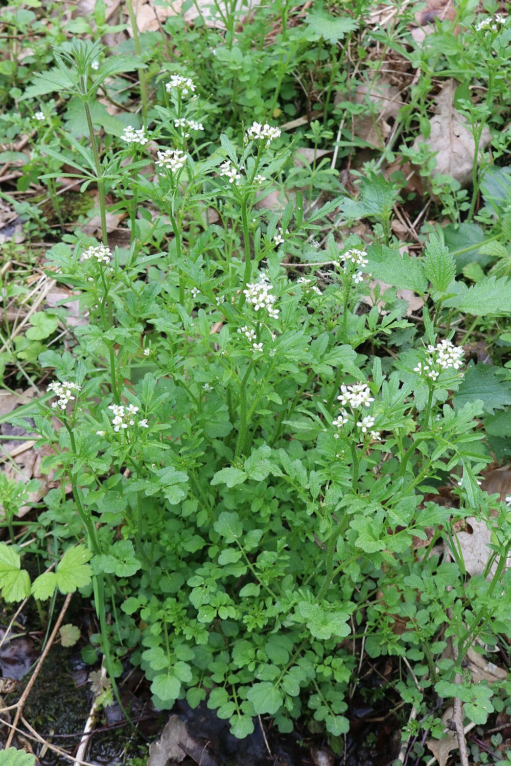 Wald-Schaumkraut