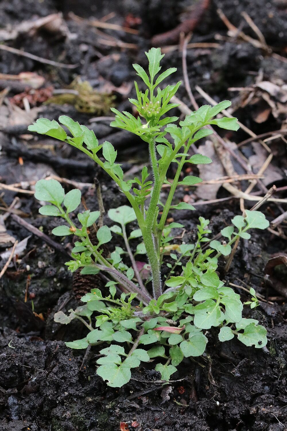 Wald-Schaumkraut
