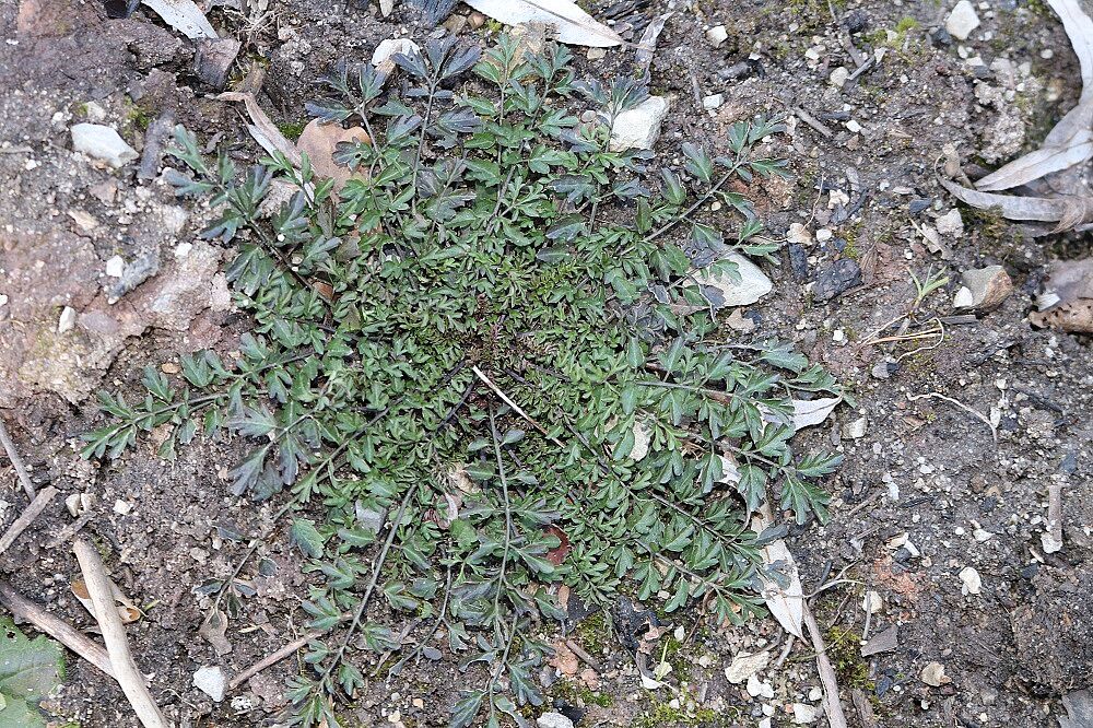 Spring-Schaumkraut