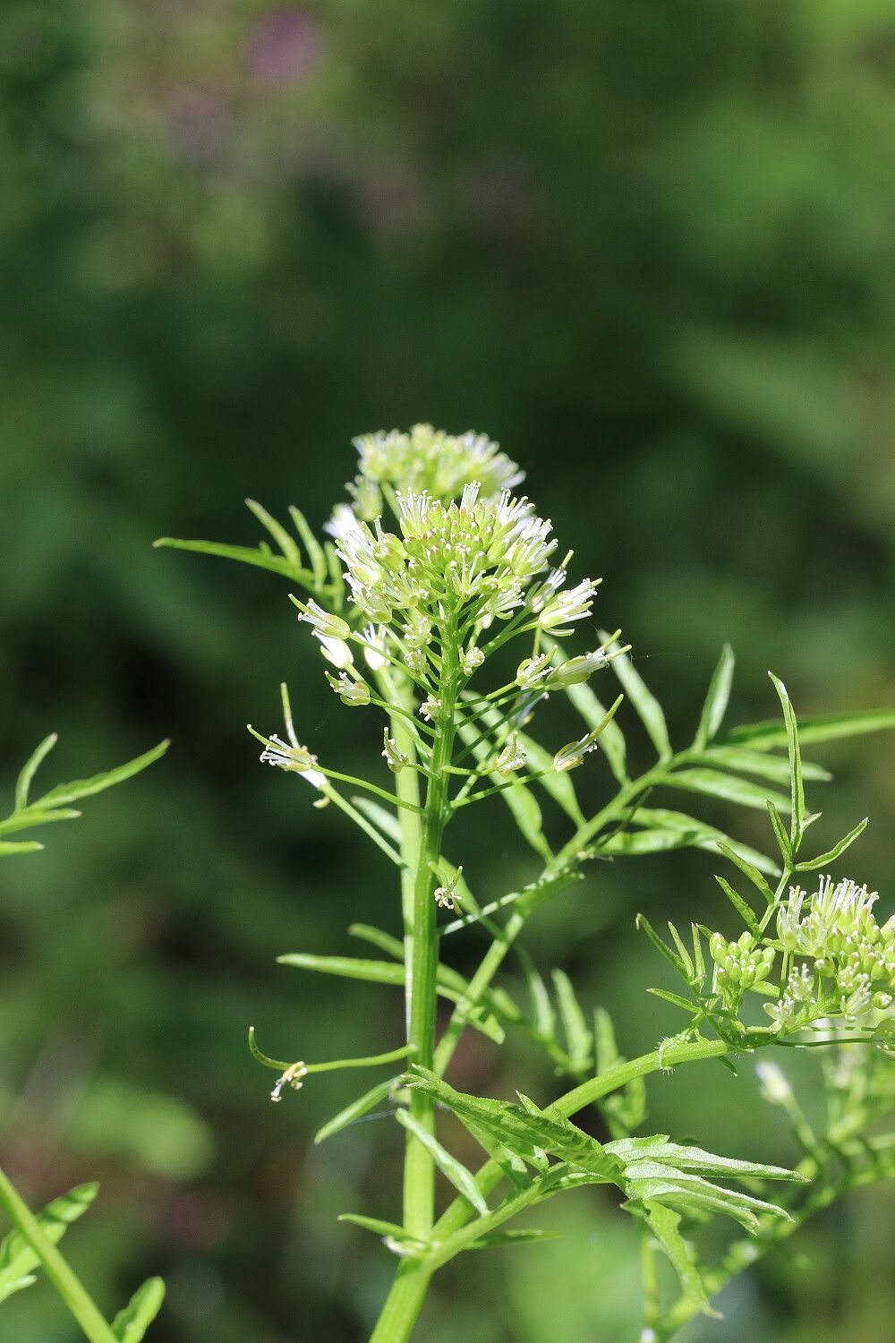 Spring-Schaumkraut