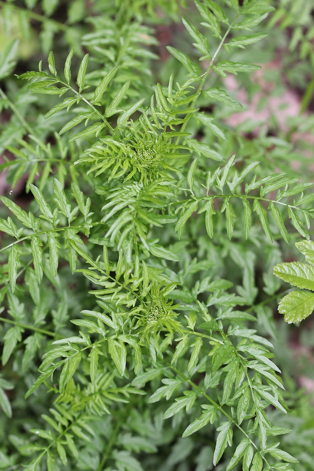 Spring-Schaumkraut