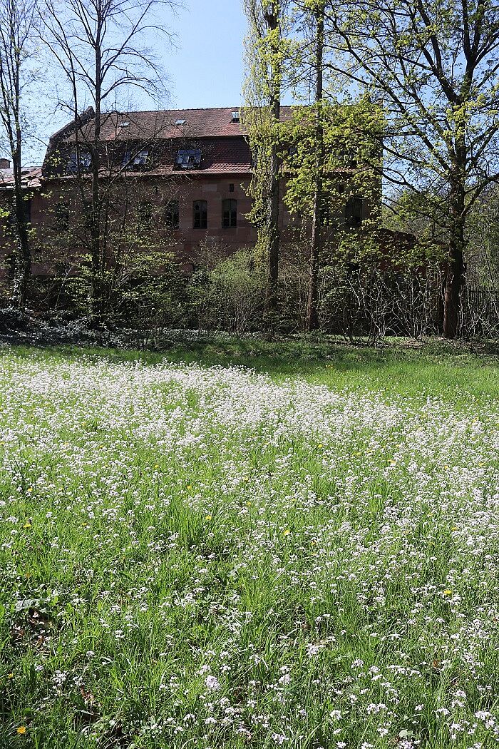 Wiesen-Schaumkraut (Bestand)