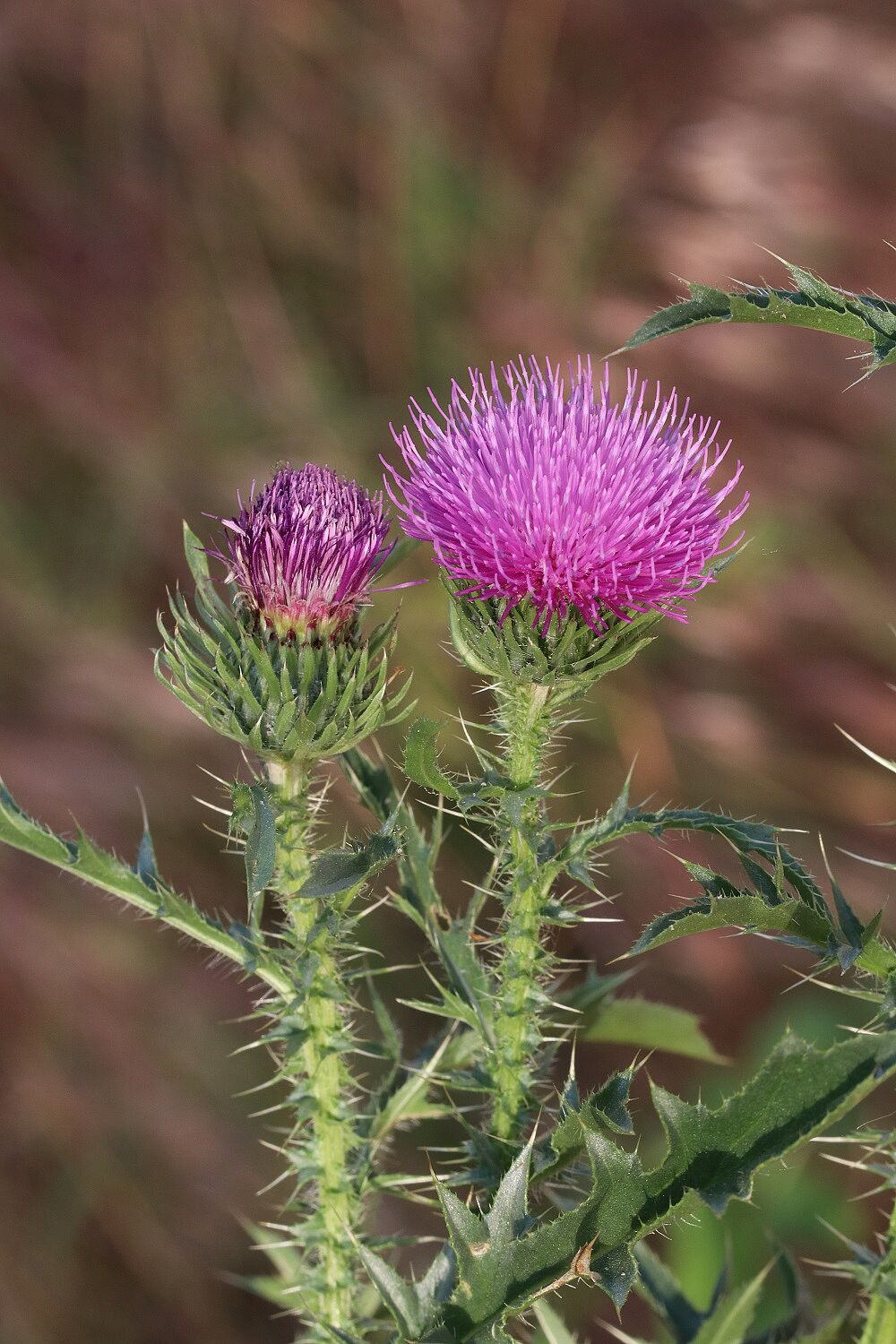 Weg-Distel
