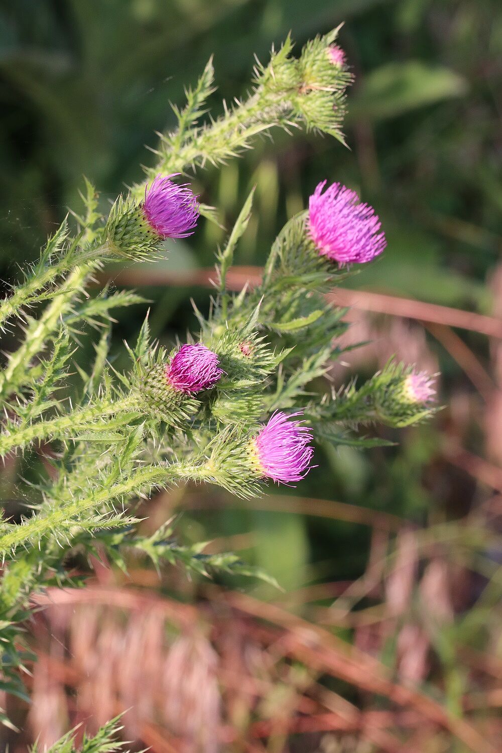 Weg-Distel