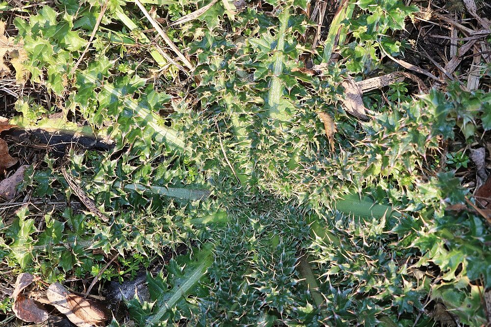 Weg-Distel