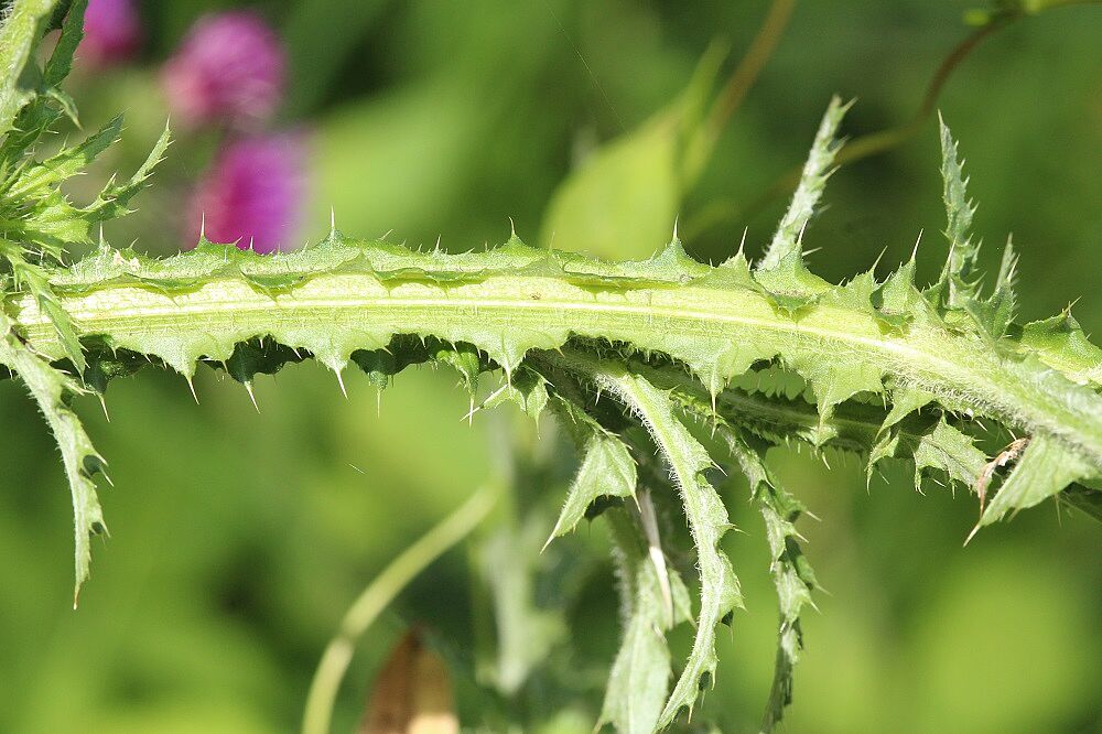 Krause Distel