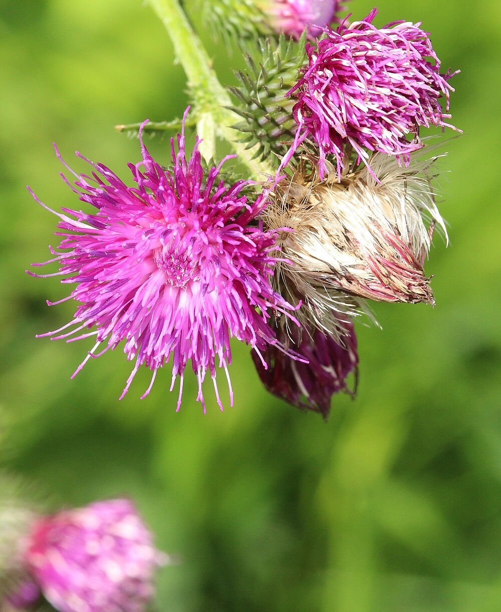 Krause Distel