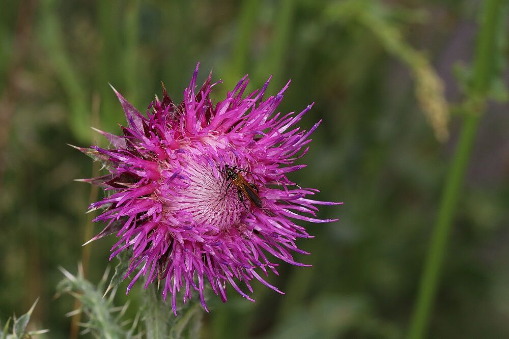 Nickende Distel