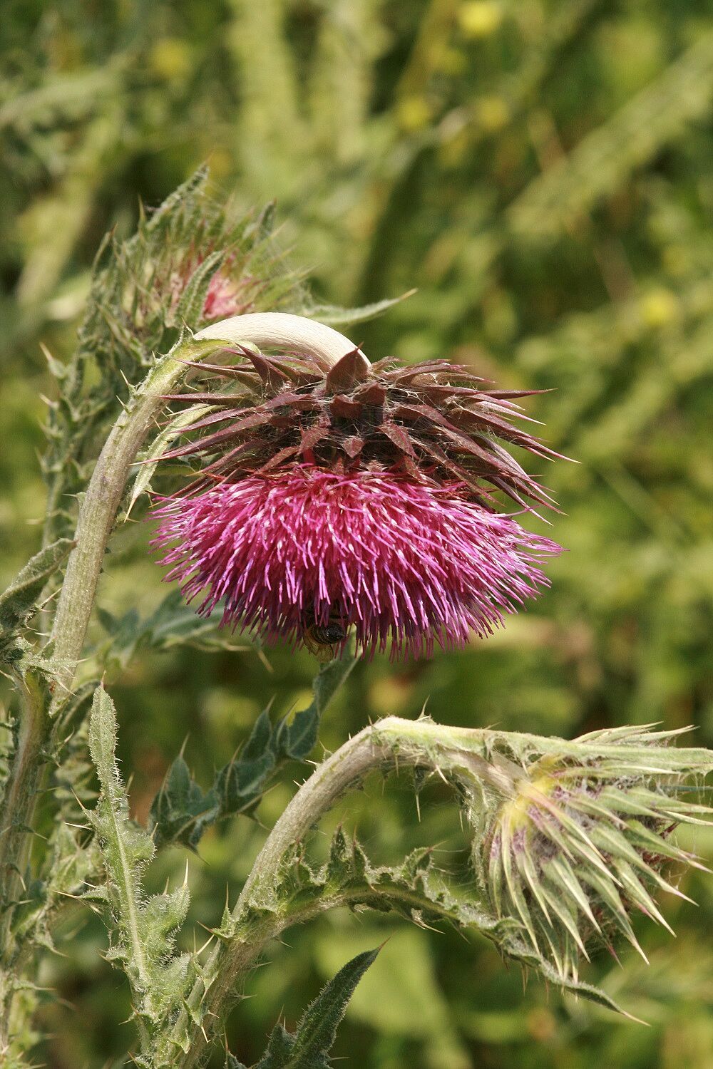 Nickende Distel