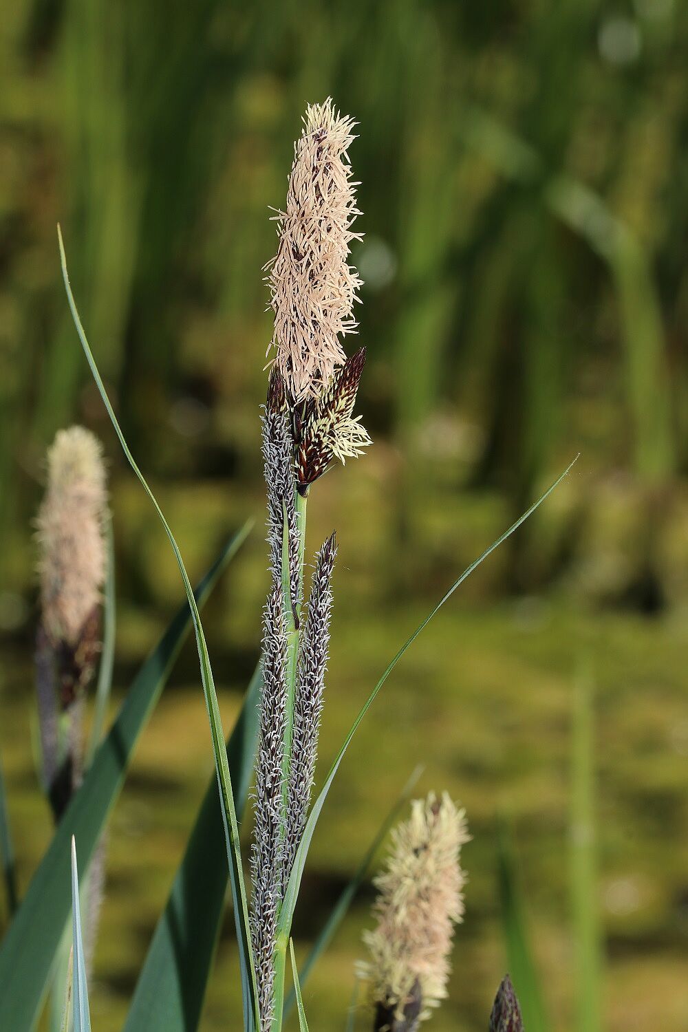 Schlank-Segge (Blüte)