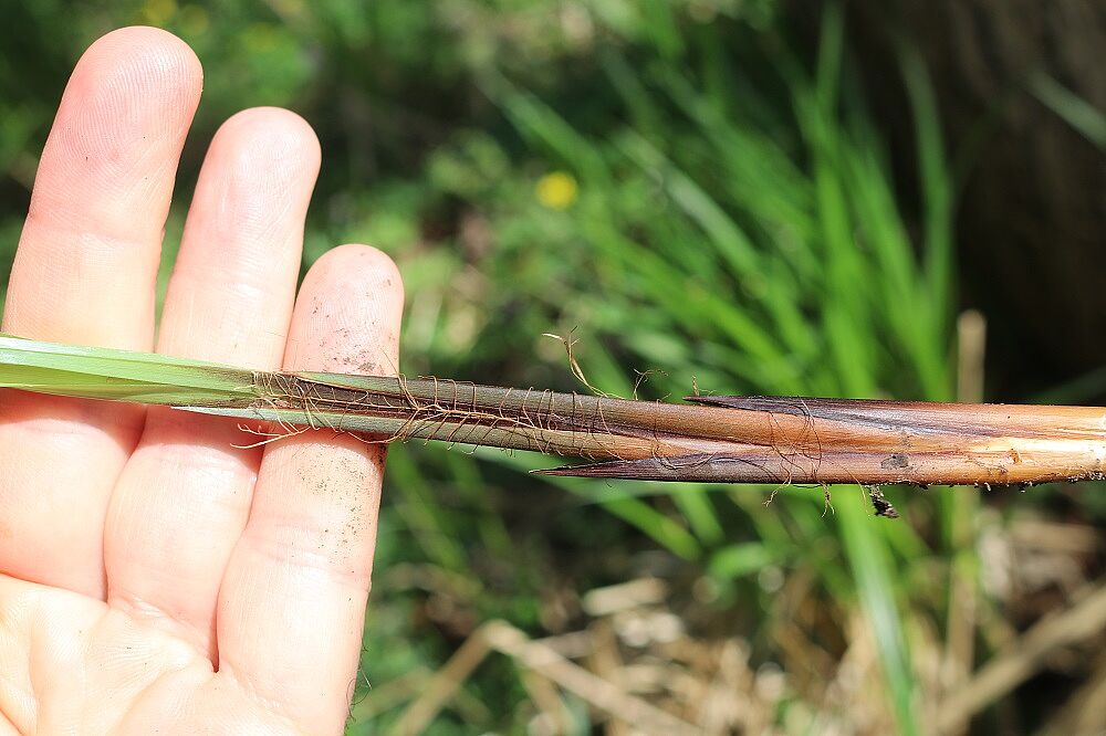Banat-Segge (Blatt)