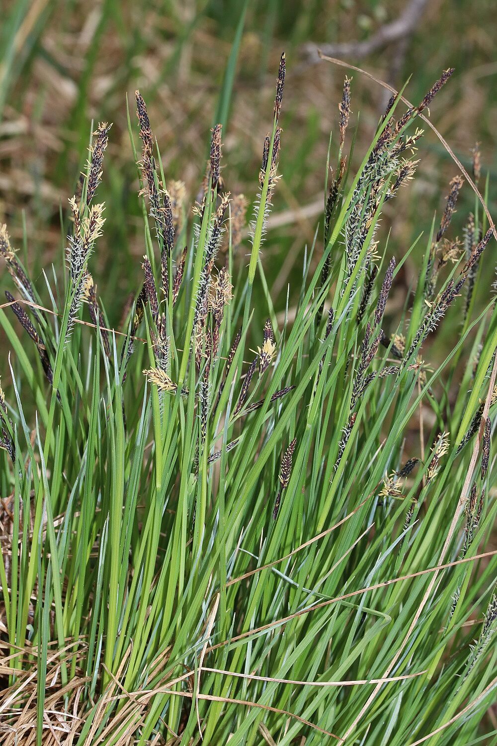 Wiesen-Segge