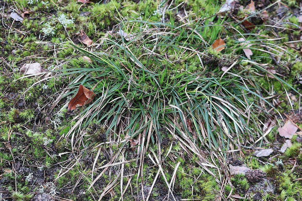 Heide-Segge