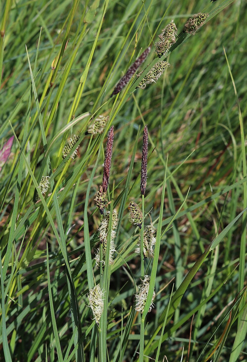 Wiesen-Segge