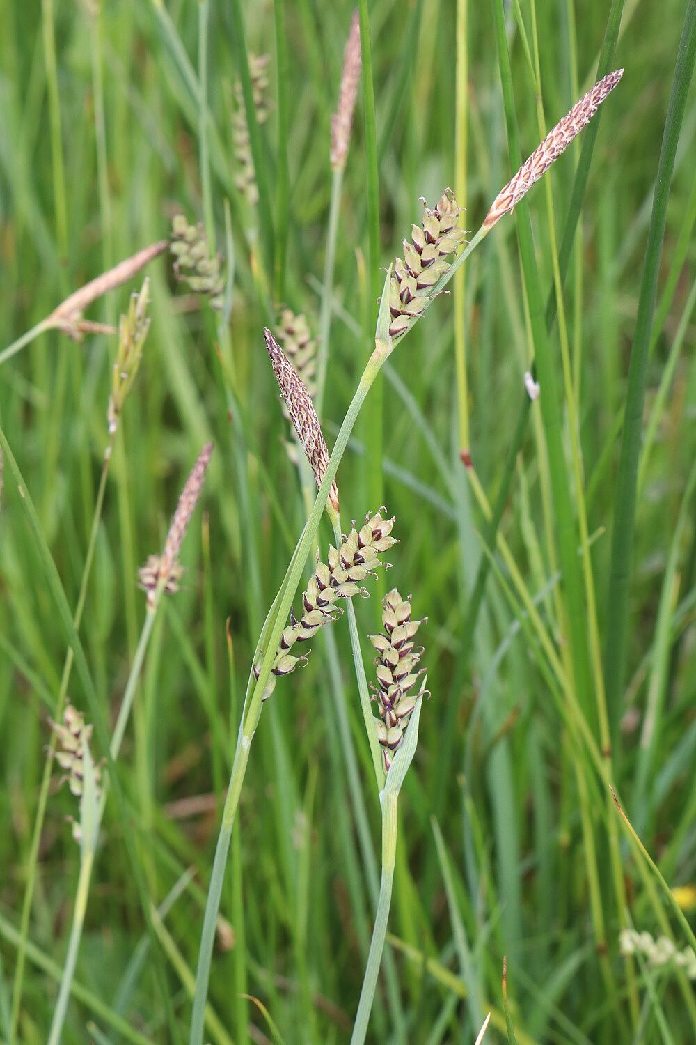 Hirse-Segge