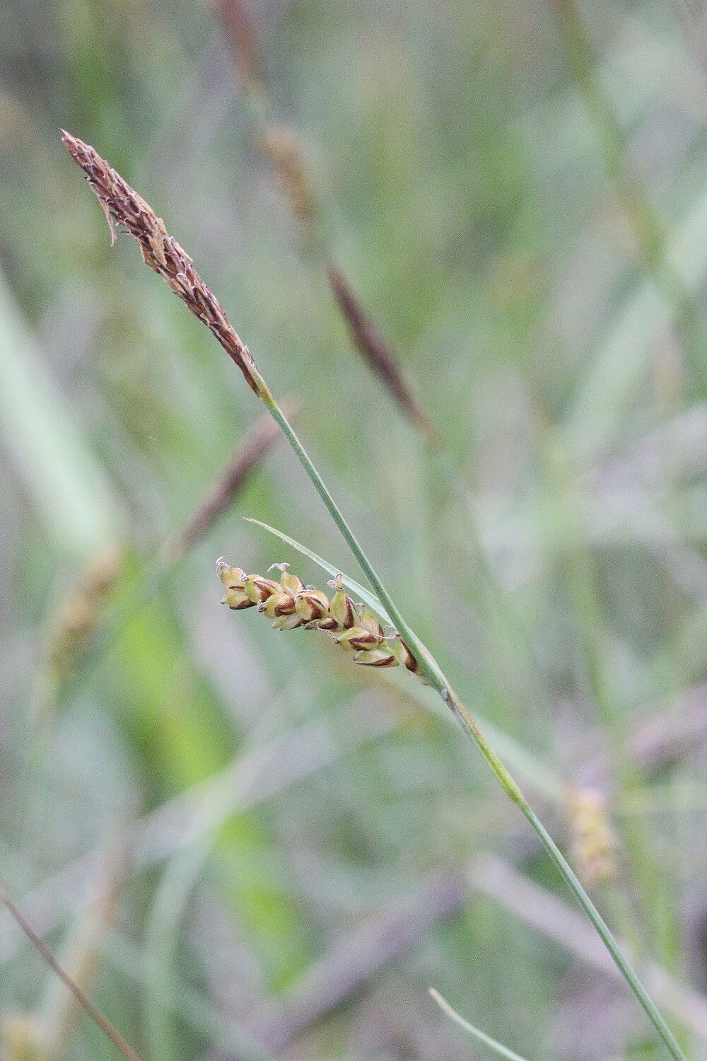 Hirse-Segge