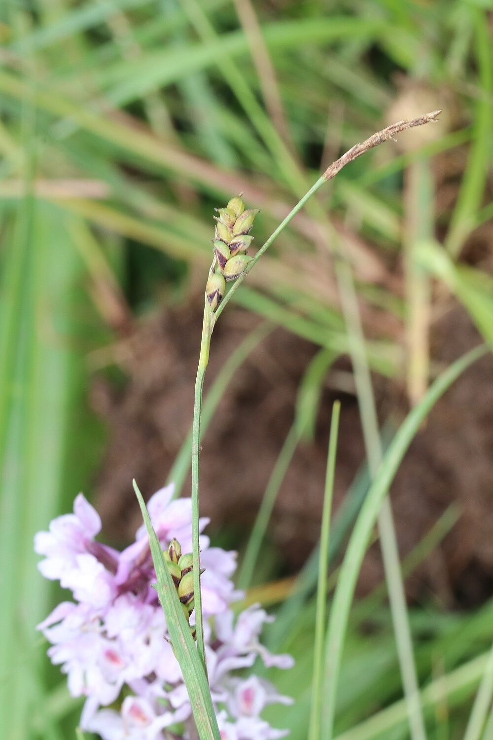 Hirse-Segge