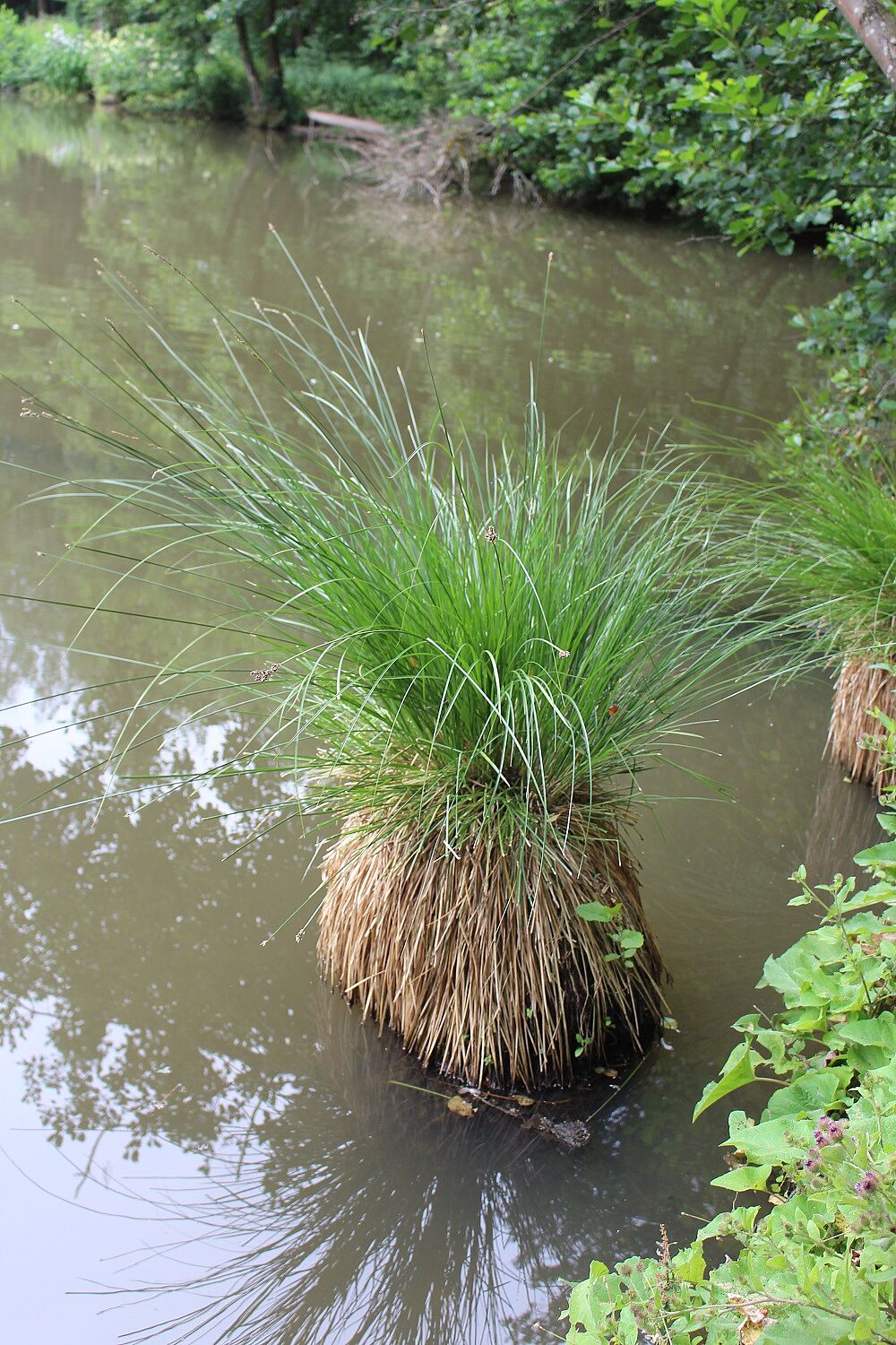 Rispen-Segge
