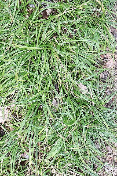 Wald-Segge