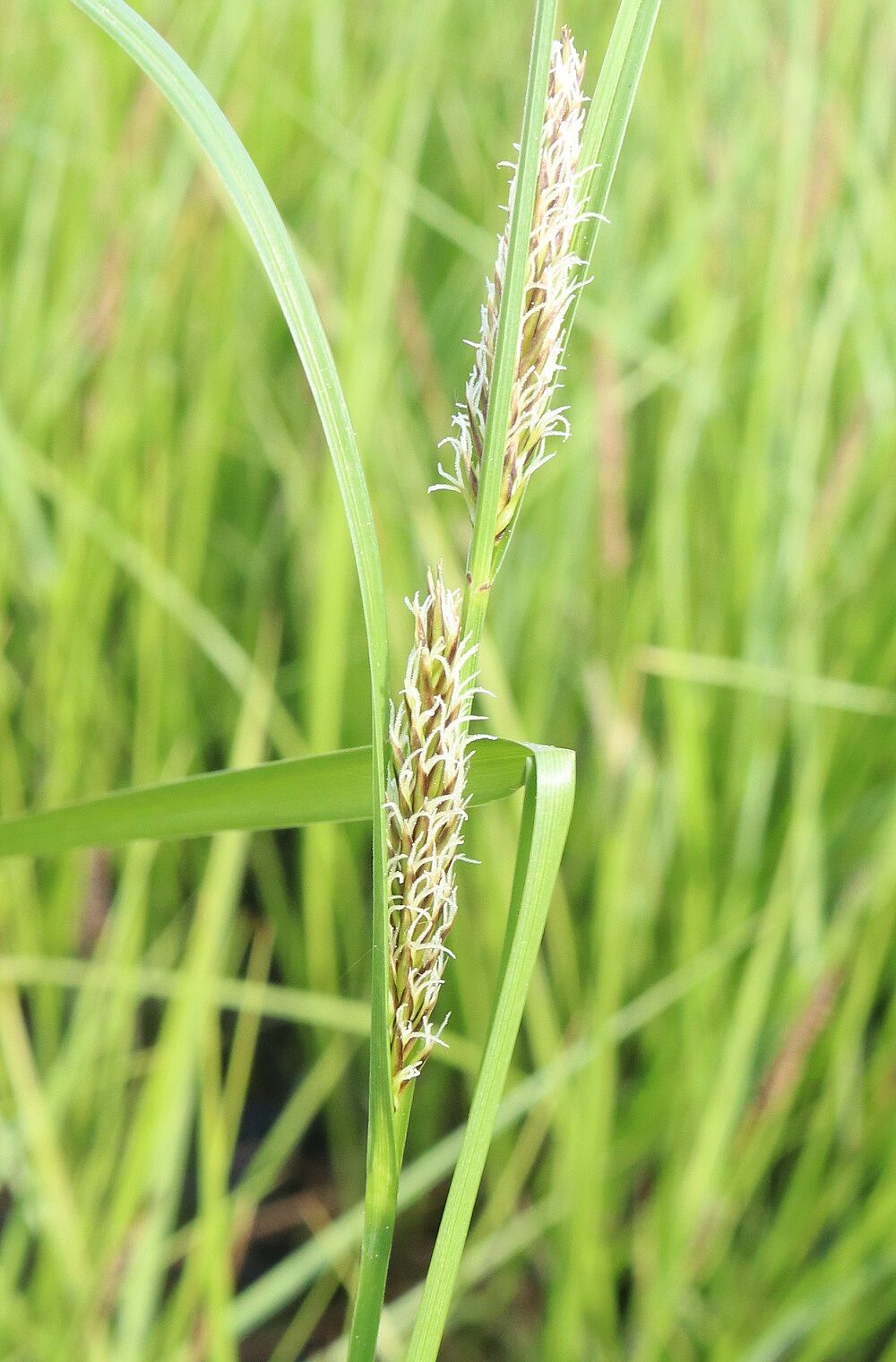 Blasen-Segge (Blüte)
