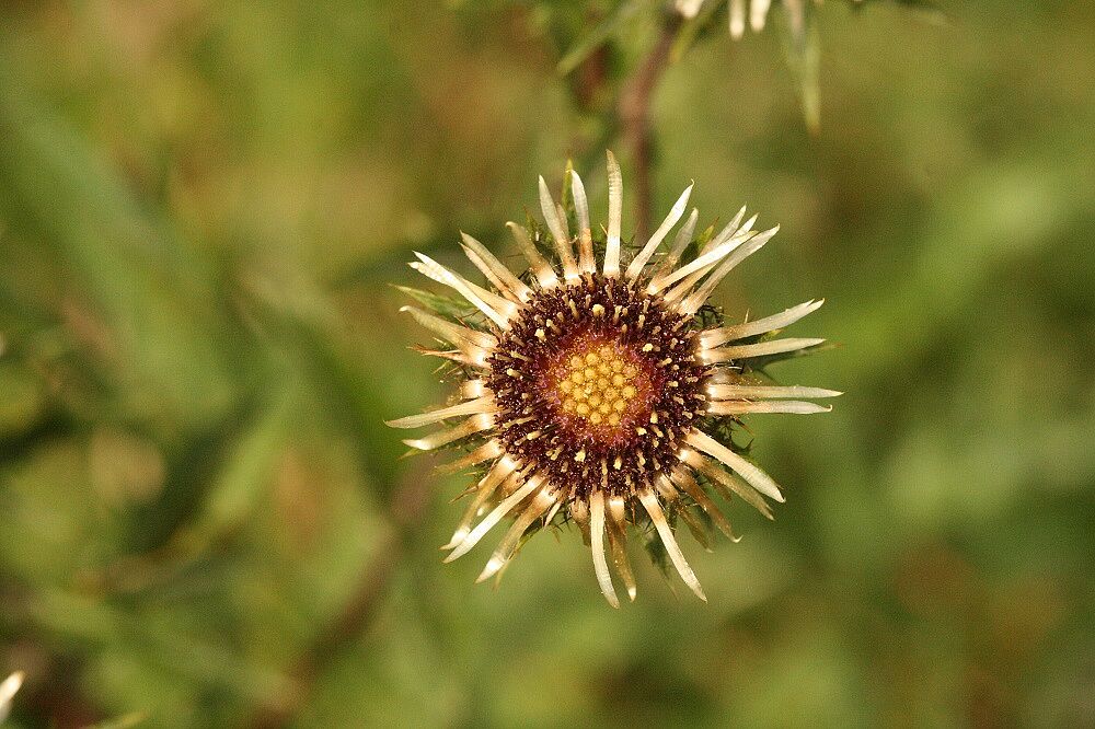 Golddistel