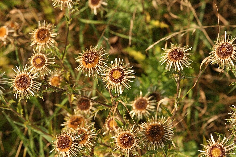 Golddistel