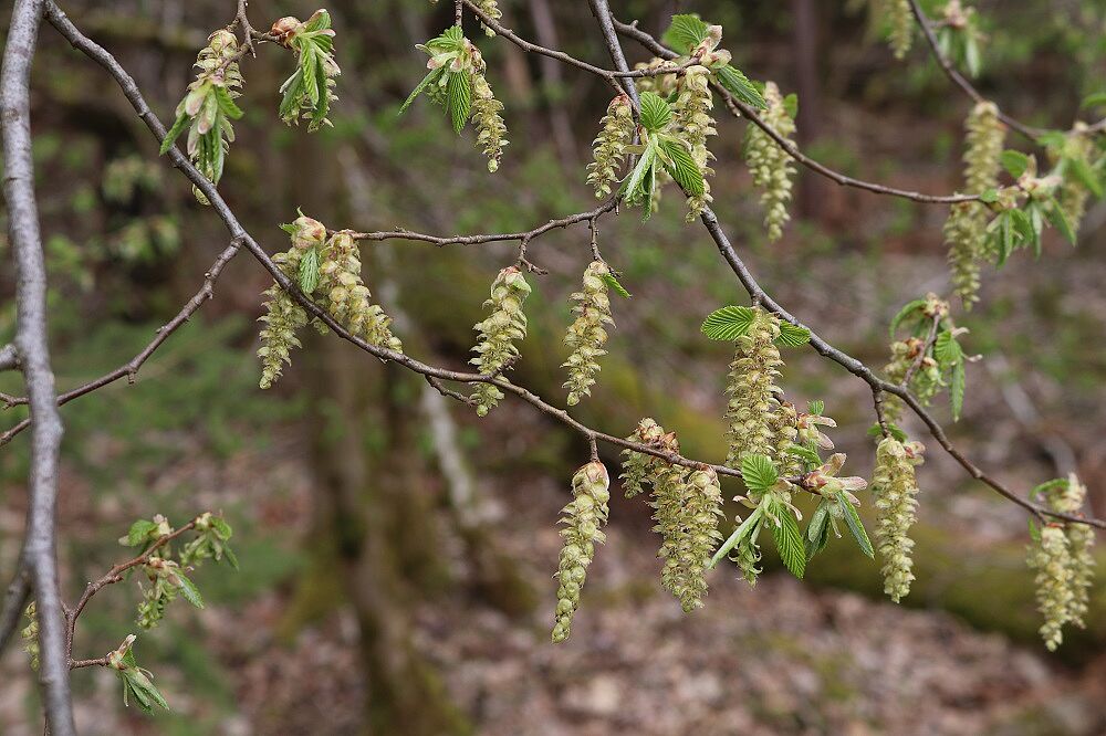 Hainbuche (weibliche Blüte)