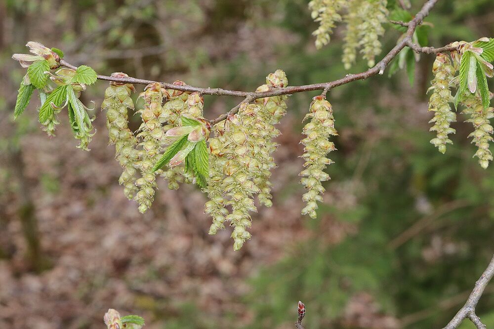 Hainbuche (weibliche Blüte)